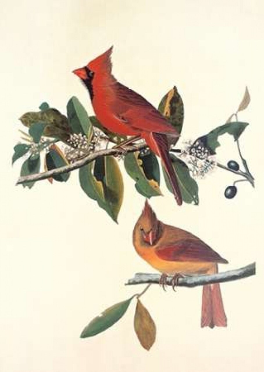 Cardinal Grosbeak Poster Print by John James Audubon - Item # VARPDX198040